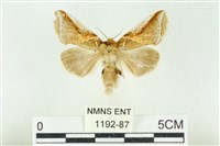 印華波紋蛾藏品圖，第1張