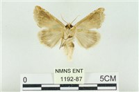 印華波紋蛾藏品圖，第2張