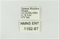 印華波紋蛾藏品圖，第3張