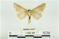 印華波紋蛾藏品圖，第2張