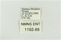 印華波紋蛾藏品圖，第3張