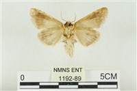 印華波紋蛾藏品圖，第2張