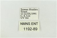 印華波紋蛾藏品圖，第3張