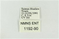 印華波紋蛾藏品圖，第3張