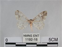 雙峰霜尺蛾藏品圖，第1張