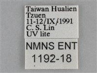 雙峰霜尺蛾藏品圖，第3張