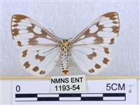 粉蝶燈蛾藏品圖，第2張