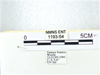 粉蝶燈蛾藏品圖，第3張