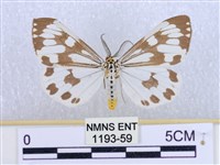 粉蝶燈蛾藏品圖，第1張