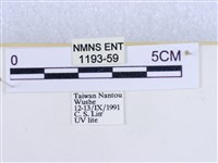 粉蝶燈蛾藏品圖，第3張