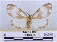 後凸蝶燈蛾藏品圖，第1張