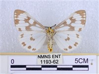 粉蝶燈蛾藏品圖，第2張