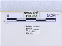 粉蝶燈蛾藏品圖，第3張