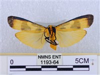 閃光苔蛾藏品圖，第2張