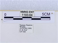 閃光苔蛾藏品圖，第3張