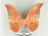 大透目天蠶蛾藏品圖，第1張