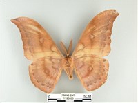 大透目天蠶蛾藏品圖，第2張