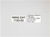 大透目天蠶蛾藏品圖，第3張