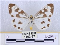 粉蝶燈蛾藏品圖，第1張