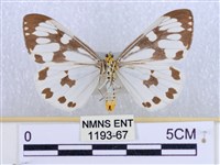 粉蝶燈蛾藏品圖，第2張