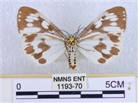 粉蝶燈蛾藏品圖，第2張