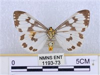 粉蝶燈蛾藏品圖，第2張