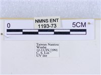 粉蝶燈蛾藏品圖，第3張