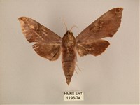 背中白天蛾藏品圖，第1張