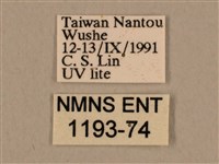 背中白天蛾藏品圖，第3張