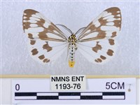 粉蝶燈蛾藏品圖，第1張