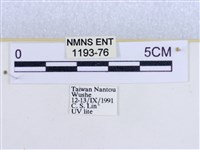 粉蝶燈蛾藏品圖，第3張