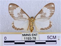 後凸蝶燈蛾藏品圖，第2張