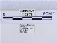 後凸蝶燈蛾藏品圖，第3張