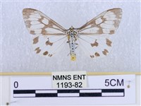 粉蝶燈蛾藏品圖，第1張