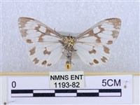 粉蝶燈蛾藏品圖，第2張