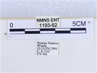 粉蝶燈蛾藏品圖，第3張