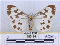 粉蝶燈蛾藏品圖，第2張