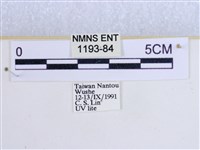 粉蝶燈蛾藏品圖，第3張