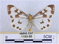 粉蝶燈蛾藏品圖，第2張