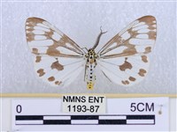 粉蝶燈蛾藏品圖，第1張