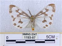 粉蝶燈蛾藏品圖，第2張