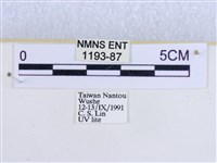 粉蝶燈蛾藏品圖，第3張