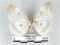 圓翅大鉤蛾藏品圖，第2張