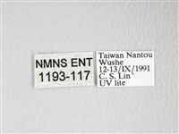 圓翅大鉤蛾藏品圖，第3張