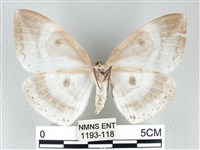 圓翅大鉤蛾藏品圖，第2張