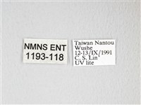 圓翅大鉤蛾藏品圖，第3張