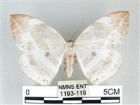 圓翅大鉤蛾藏品圖，第1張