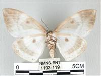 圓翅大鉤蛾藏品圖，第2張