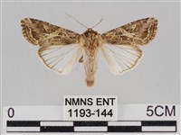 斜紋夜盜蛾藏品圖，第1張