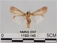 斜紋夜盜蛾藏品圖，第2張